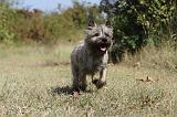 CAIRN TERRIER 058